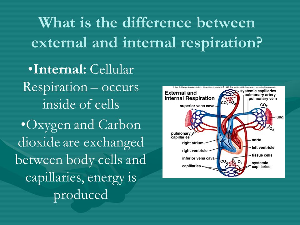Internal: Cellular Respiration – occurs inside of cells Oxygen and Carbon dioxide are exchanged between body cells and capillaries, energy is produced What is the difference between external and internal respiration
