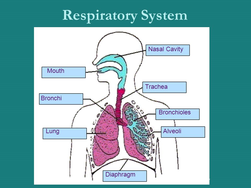 7 Respiratory System Nasal Cavity Trachea Bronchioles Alveoli Diaphragm Lung Bronchi Mouth