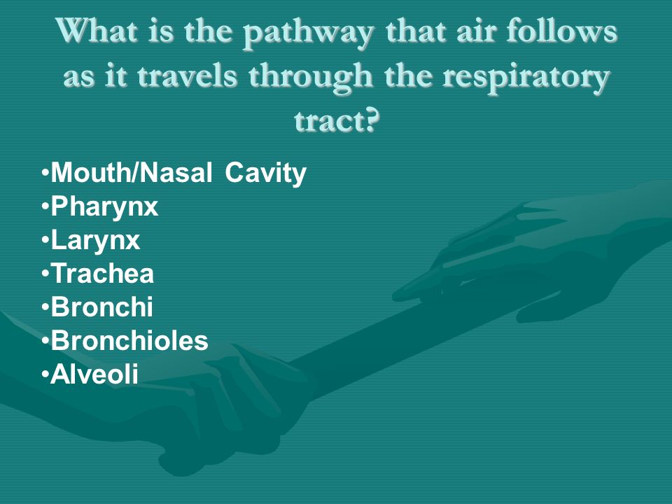 What is the pathway that air follows as it travels through the respiratory tract.