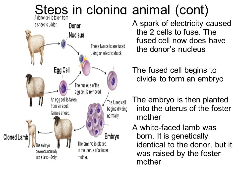 Steps in cloning animal (cont) - A spark of electricity caused the 2 cells to fuse.