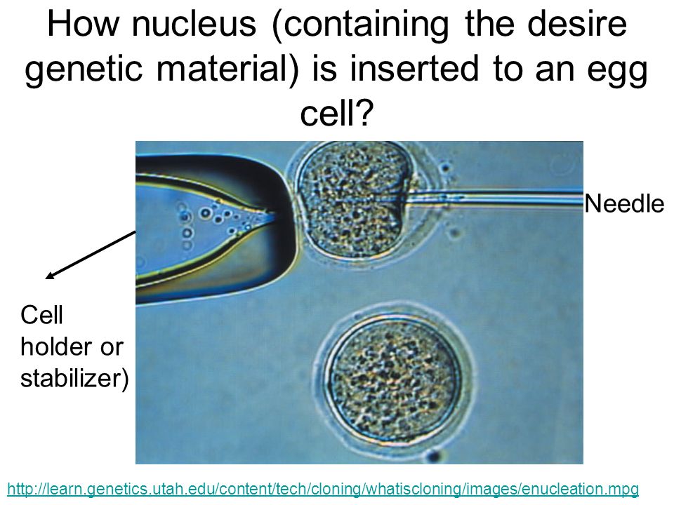 How nucleus (containing the desire genetic material) is inserted to an egg cell.
