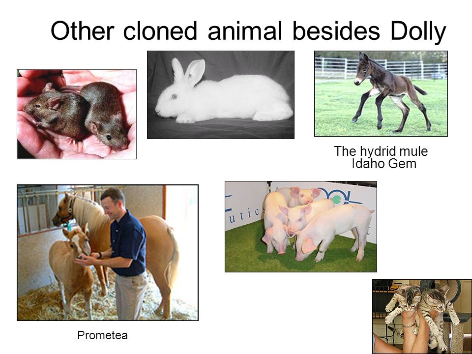Other cloned animal besides Dolly The hydrid mule Idaho Gem Prometea