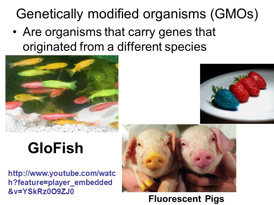 Genetically modified organisms (GMOs) Are organisms that carry genes that originated from a different species GloFish Fluorescent Pigs   h feature=player_embedded &v=YSkRz0O9ZJ0