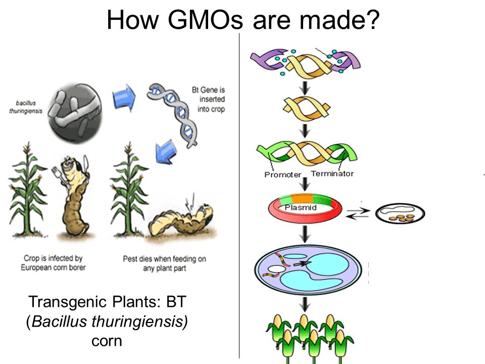 How GMOs are made Transgenic Plants: BT (Bacillus thuringiensis) corn