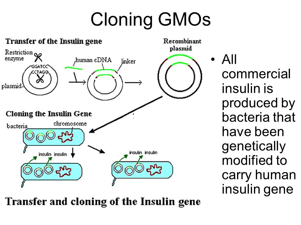 Cloning GMOs All commercial insulin is produced by bacteria that have been genetically modified to carry human insulin gene