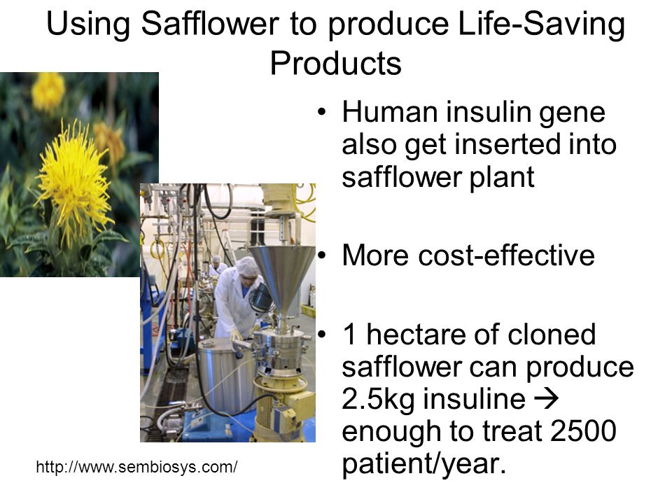 Using Safflower to produce Life-Saving Products Human insulin gene also get inserted into safflower plant More cost-effective 1 hectare of cloned safflower can produce 2.5kg insuline  enough to treat 2500 patient/year.