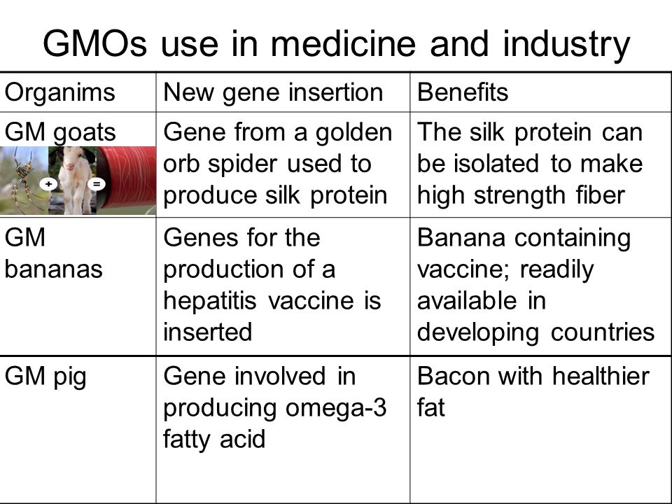 GMOs use in medicine and industry OrganimsNew gene insertionBenefits GM goatsGene from a golden orb spider used to produce silk protein The silk protein can be isolated to make high strength fiber GM bananas Genes for the production of a hepatitis vaccine is inserted Banana containing vaccine; readily available in developing countries GM pigGene involved in producing omega-3 fatty acid Bacon with healthier fat