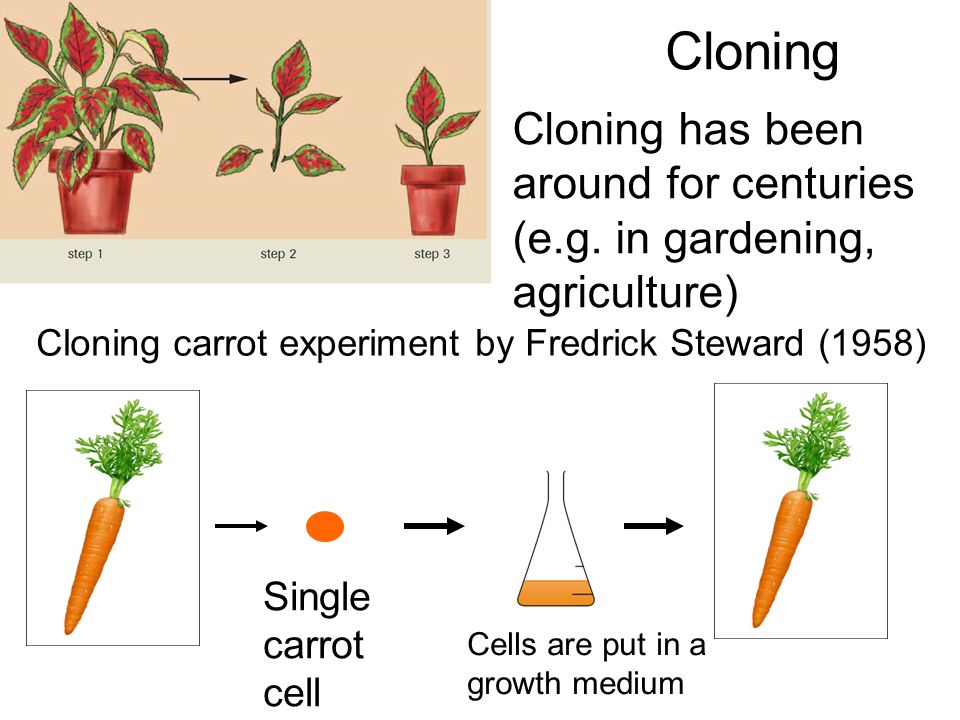 Cloning Cloning has been around for centuries (e.g.