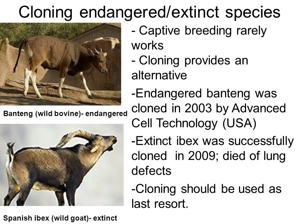 Cloning endangered/extinct species - Captive breeding rarely works - Cloning provides an alternative -Endangered banteng was cloned in 2003 by Advanced Cell Technology (USA) -Extinct ibex was successfully cloned in 2009; died of lung defects -Cloning should be used as last resort.