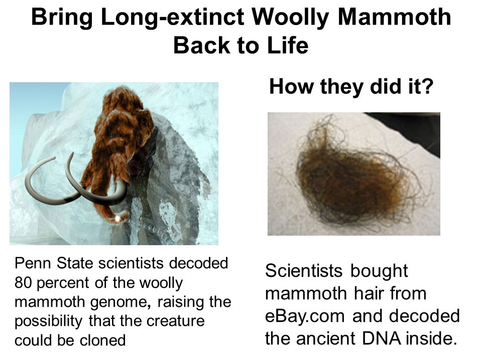 Bring Long-extinct Woolly Mammoth Back to Life How they did it.