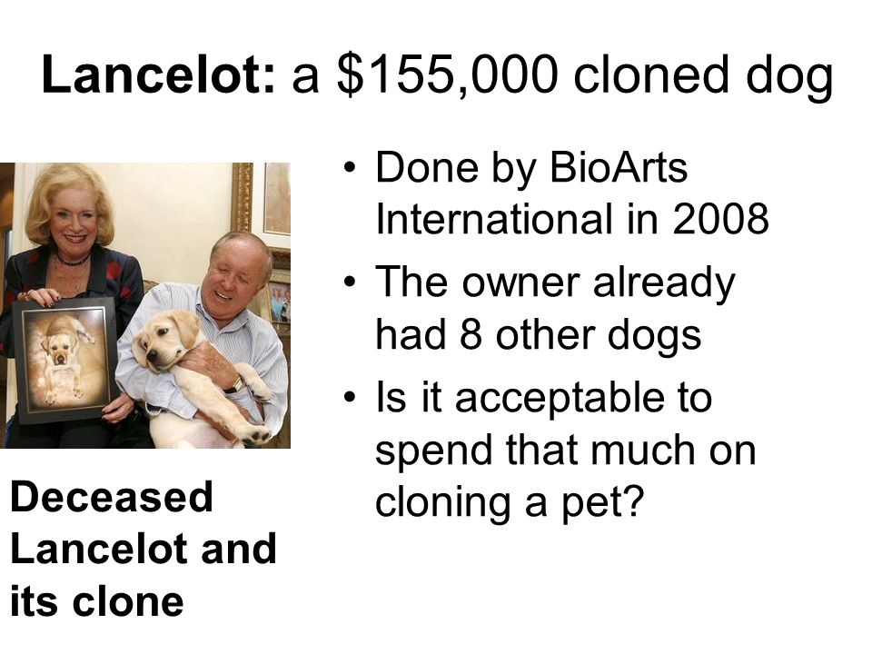 Lancelot: a $155,000 cloned dog Done by BioArts International in 2008 The owner already had 8 other dogs Is it acceptable to spend that much on cloning a pet.