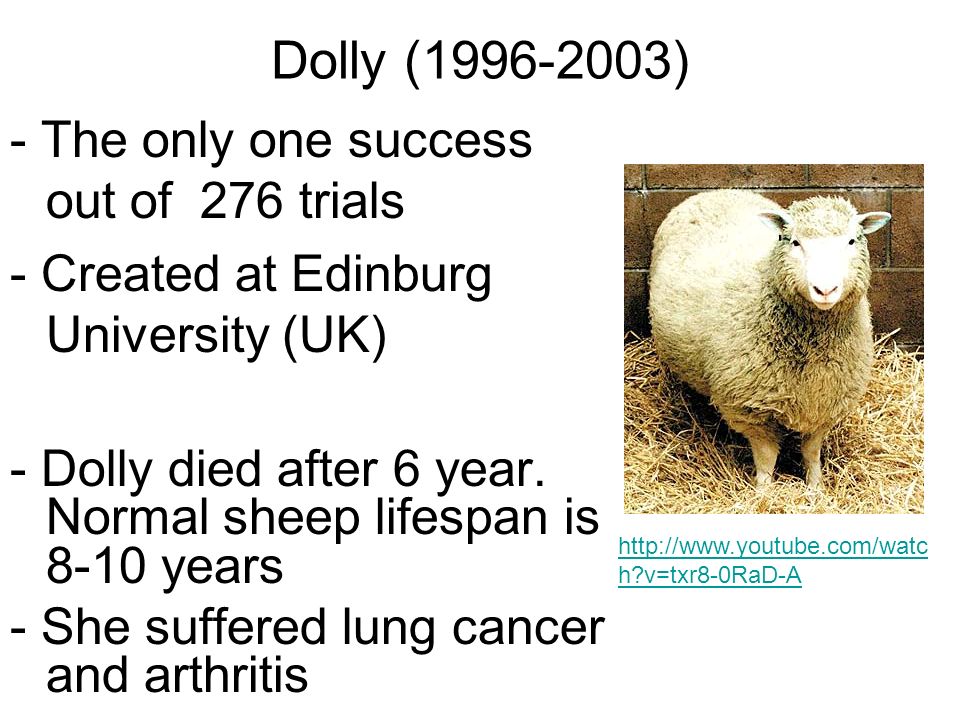 Dolly ( ) - The only one success out of 276 trials - Created at Edinburg University (UK) - Dolly died after 6 year.