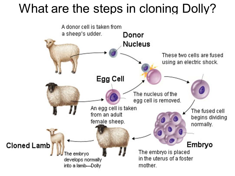 What are the steps in cloning Dolly