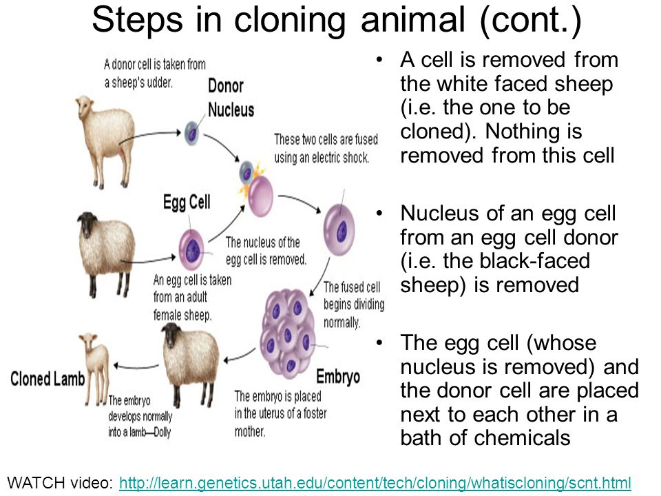 Steps in cloning animal (cont.) A cell is removed from the white faced sheep (i.e.