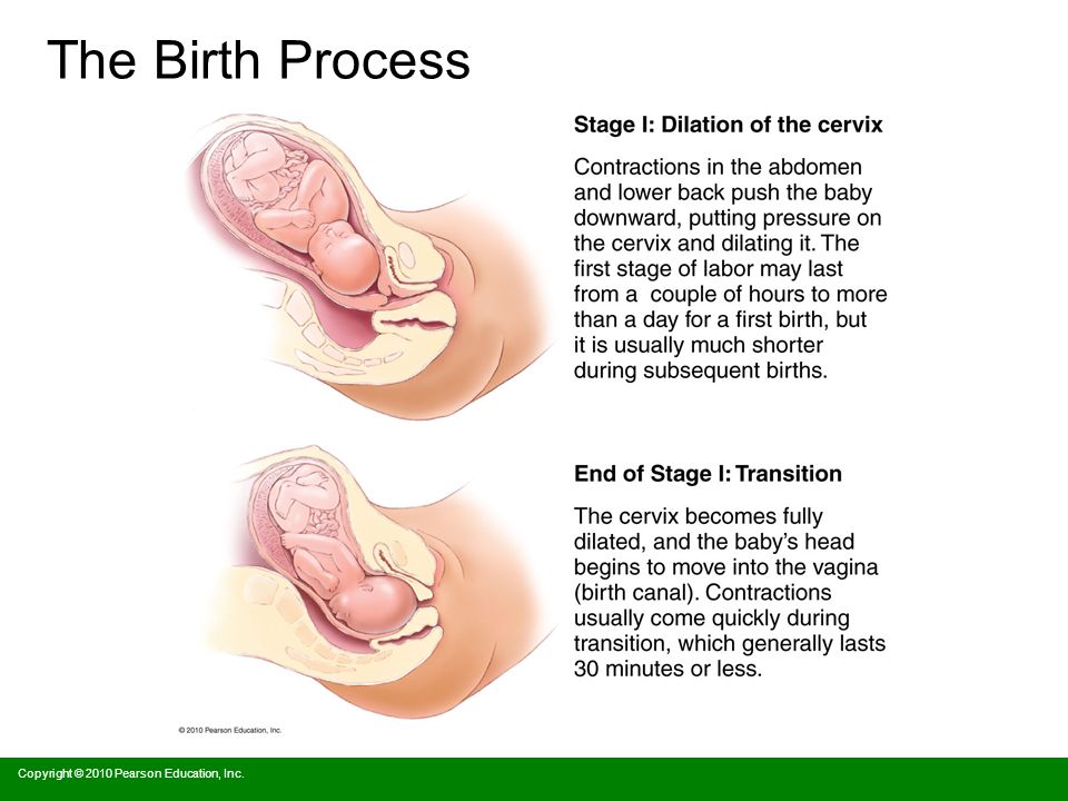 The Birth Process Copyright © 2010 Pearson Education, Inc.