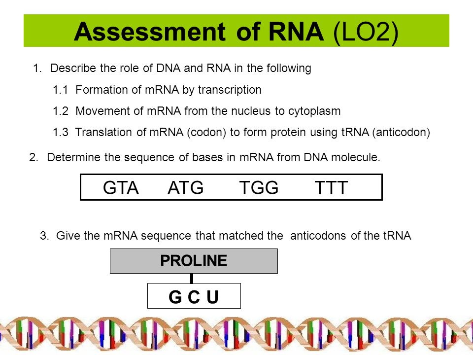 Write an essay below to describe the process by which mrna is formed