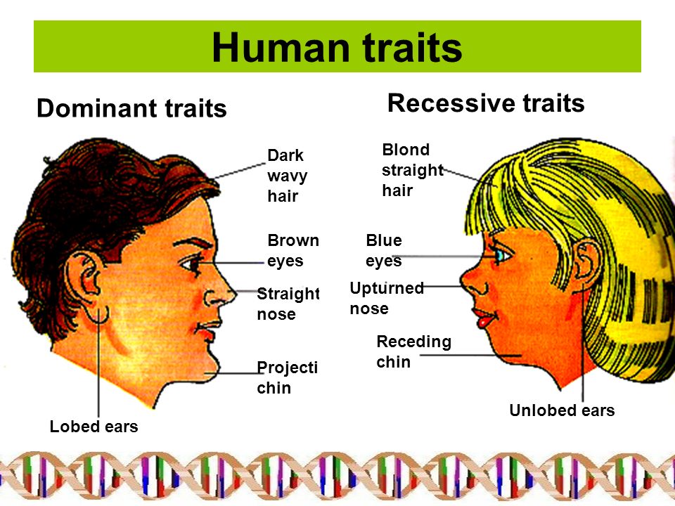 Is Blonde Hair Or Black Dominant Blonde Hair Black Dominant Gene