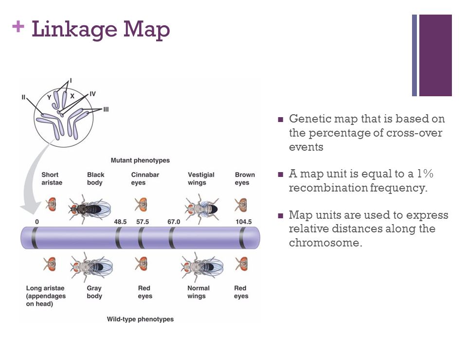 1 Map Unit Is Equal To + Linkage Map Genetic map that is based on the percentage of cross-over events