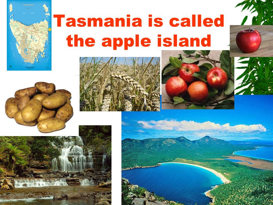 Tasmania is called the apple island