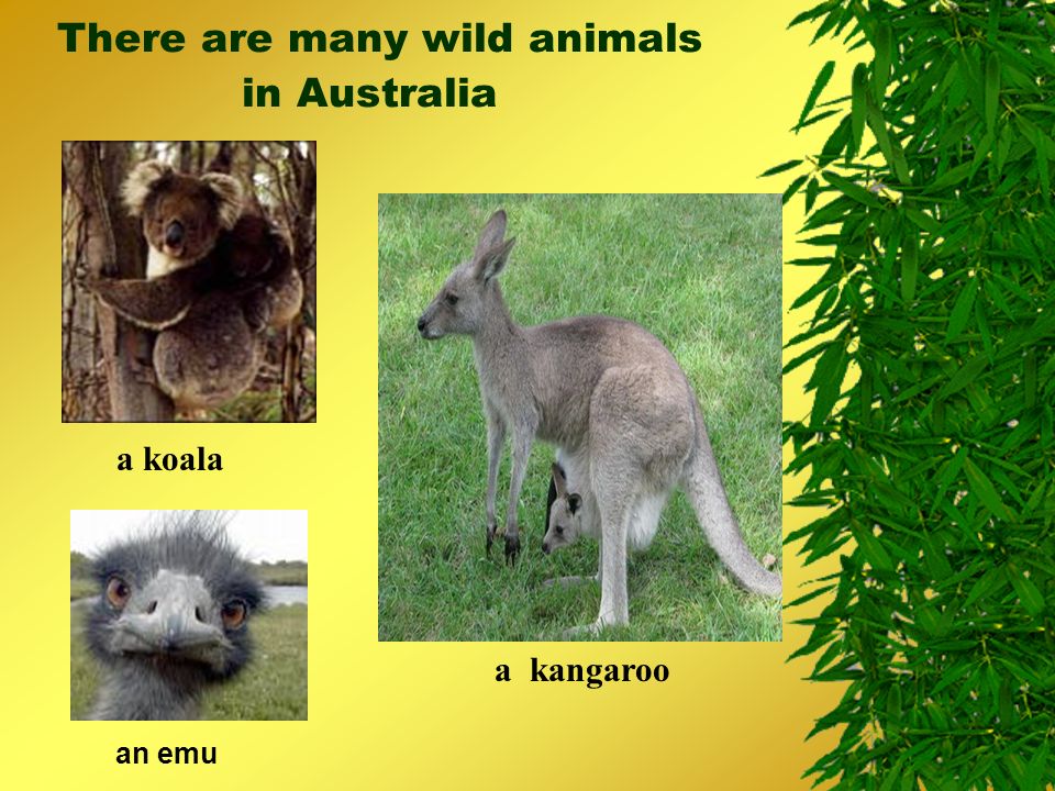 There are many wild animals in Australia an emu a kangaroo a koala