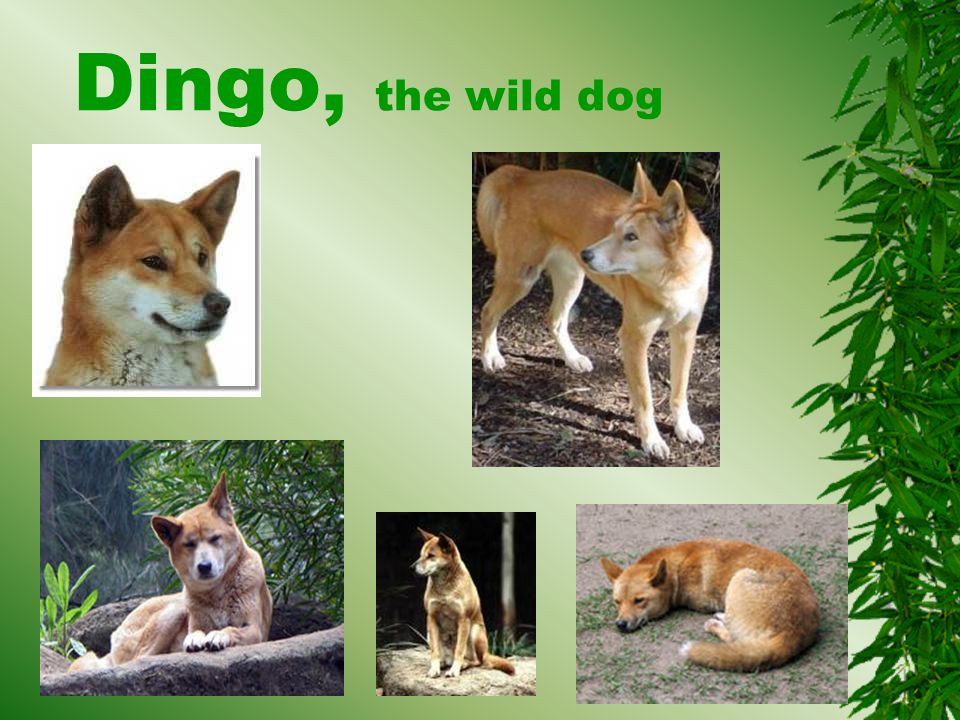 Dingo, the wild dog 