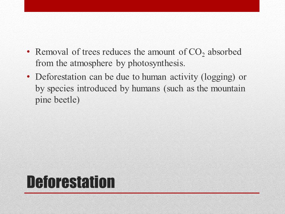 Deforestation Removal of trees reduces the amount of CO 2 absorbed from the atmosphere by photosynthesis.