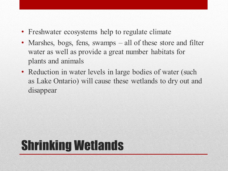 Shrinking Wetlands Freshwater ecosystems help to regulate climate Marshes, bogs, fens, swamps – all of these store and filter water as well as provide a great number habitats for plants and animals Reduction in water levels in large bodies of water (such as Lake Ontario) will cause these wetlands to dry out and disappear