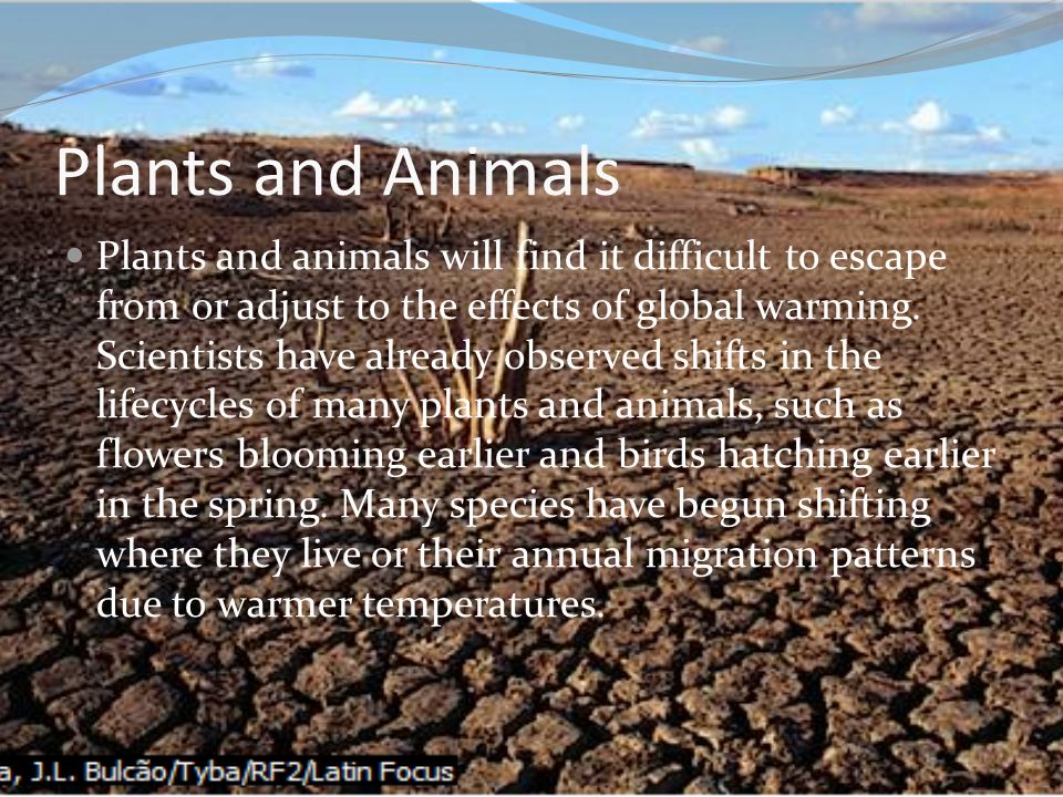 Plants and Animals Plants and animals will find it difficult to escape from or adjust to the effects of global warming.