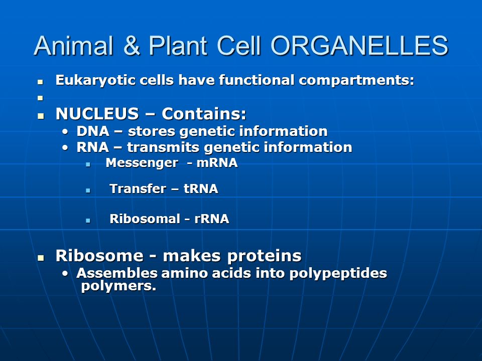Animal & Plant Cell ORGANELLES Eukaryotic cells have functional compartments: Eukaryotic cells have functional compartments: NUCLEUS – Contains: NUCLEUS – Contains: DNA – stores genetic informationDNA – stores genetic information RNA – transmits genetic informationRNA – transmits genetic information Messenger - mRNA Messenger - mRNA Transfer – tRNA Transfer – tRNA Ribosomal - rRNA Ribosomal - rRNA Ribosome - makes proteins Ribosome - makes proteins Assembles amino acids into polypeptides polymers.Assembles amino acids into polypeptides polymers.