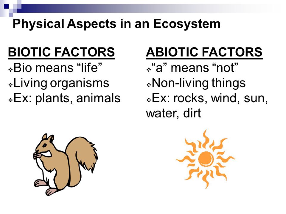 Physical Aspects in an Ecosystem BIOTIC FACTORS  Bio means life  Living organisms  Ex: plants, animals ABIOTIC FACTORS  a means not  Non-living things  Ex: rocks, wind, sun, water, dirt