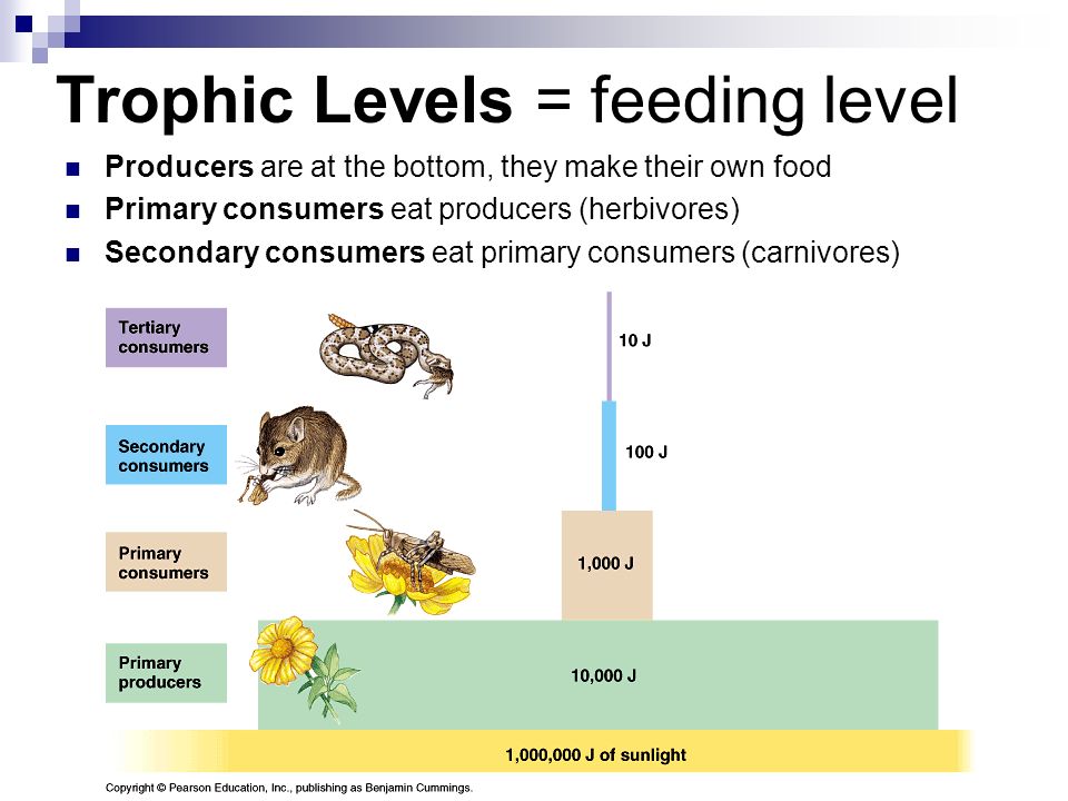 Trophic Levels = feeding level Producers are at the bottom, they make their own food Primary consumers eat producers (herbivores) Secondary consumers eat primary consumers (carnivores)