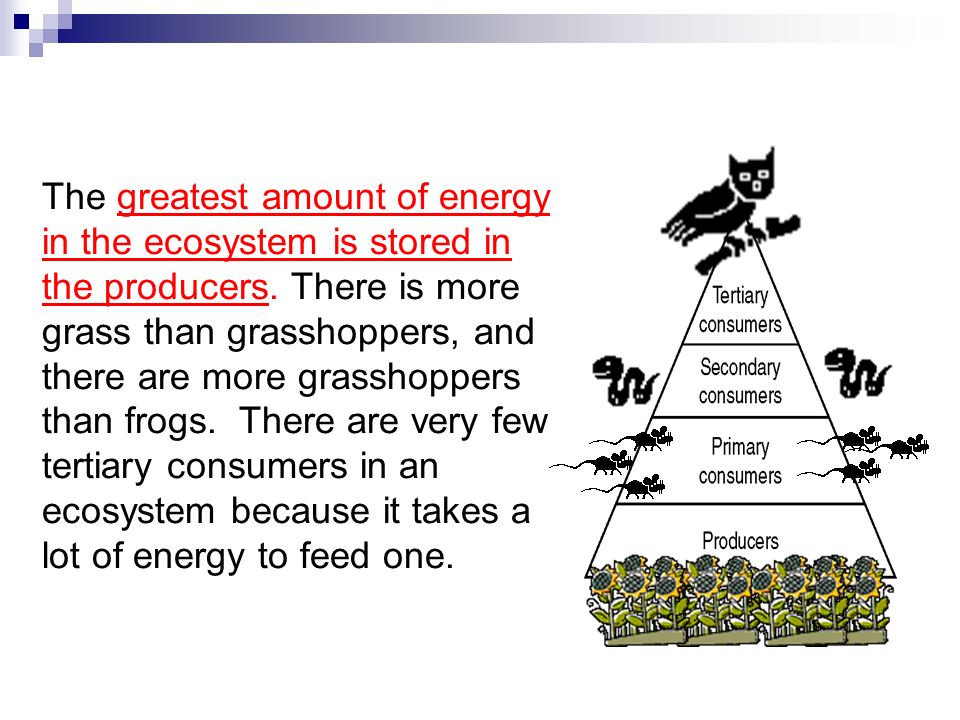 The greatest amount of energy in the ecosystem is stored in the producers.