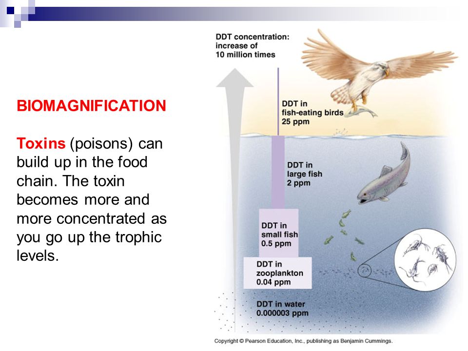 BIOMAGNIFICATION Toxins (poisons) can build up in the food chain.