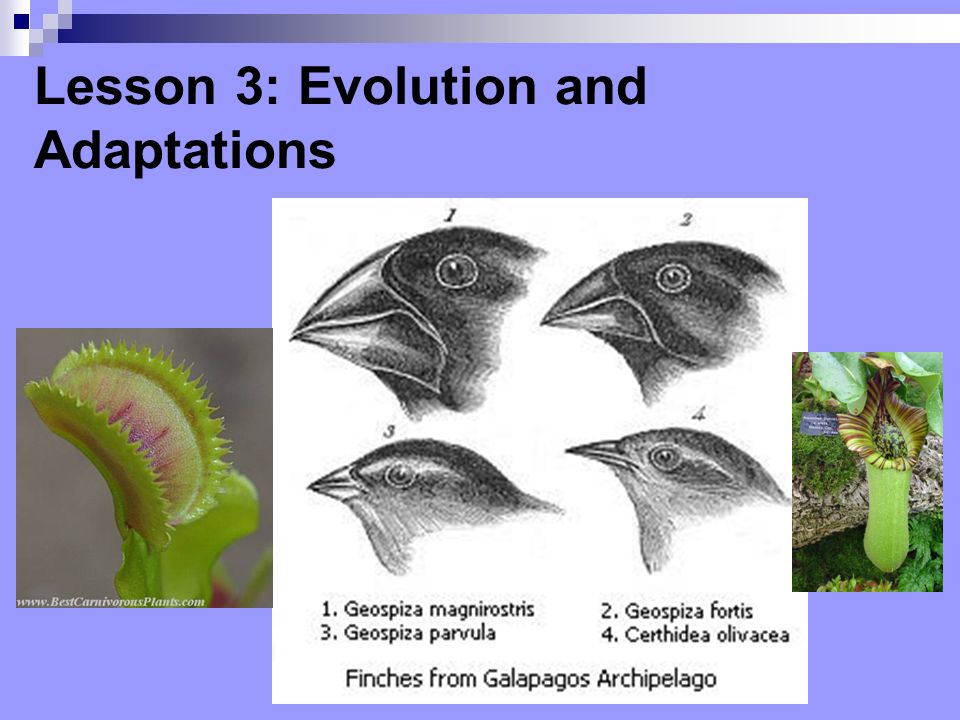 Lesson 3: Evolution and Adaptations