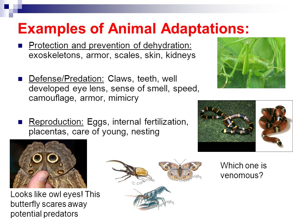 Examples of Animal Adaptations: Protection and prevention of dehydration: exoskeletons, armor, scales, skin, kidneys Defense/Predation: Claws, teeth, well developed eye lens, sense of smell, speed, camouflage, armor, mimicry Reproduction: Eggs, internal fertilization, placentas, care of young, nesting Which one is venomous.