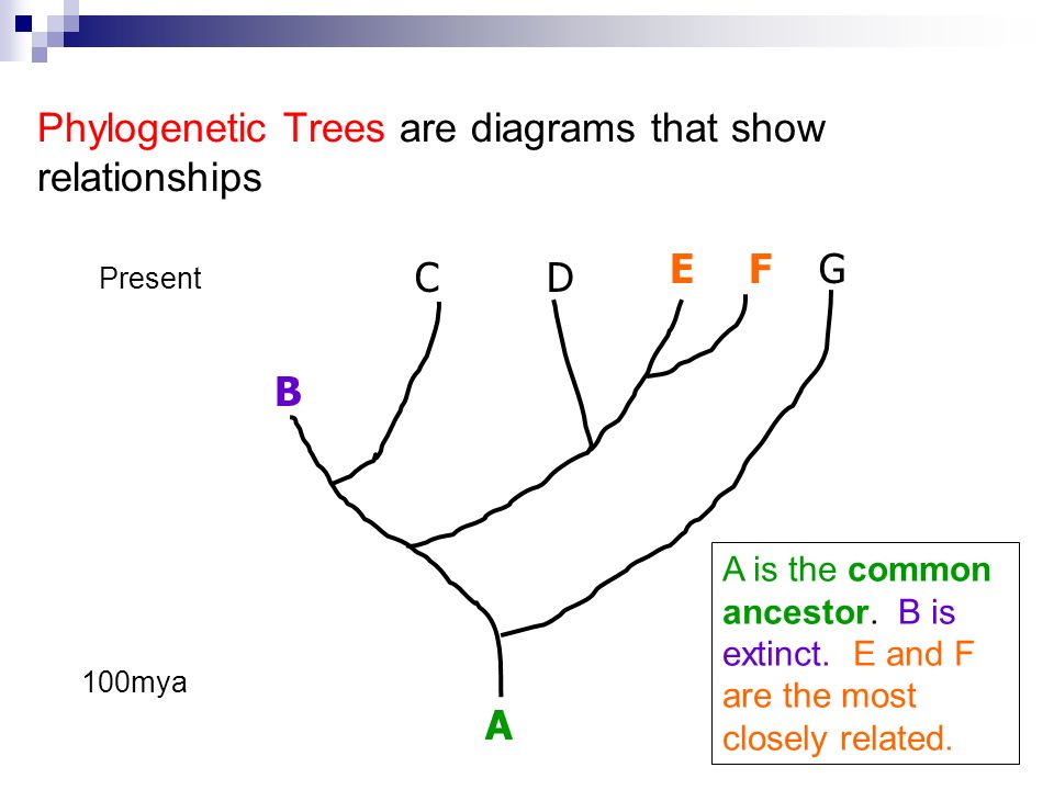Phylogenetic Trees are diagrams that show relationships 100mya Present A B CD EFG A is the common ancestor.