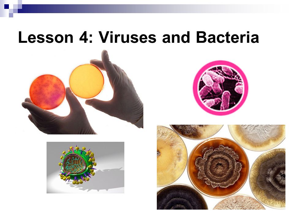 Lesson 4: Viruses and Bacteria