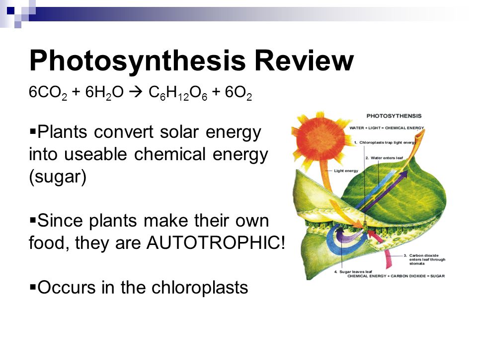Photosynthesis Review 6CO 2 + 6H 2 O  C 6 H 12 O 6 + 6O 2  Plants convert solar energy into useable chemical energy (sugar)  Since plants make their own food, they are AUTOTROPHIC.