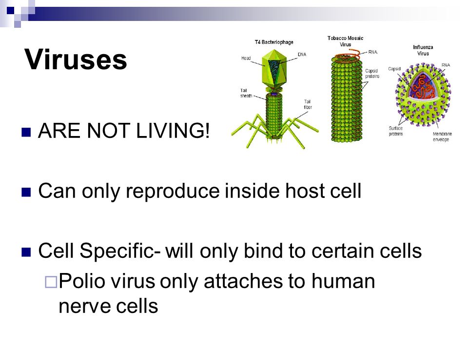 Viruses ARE NOT LIVING.