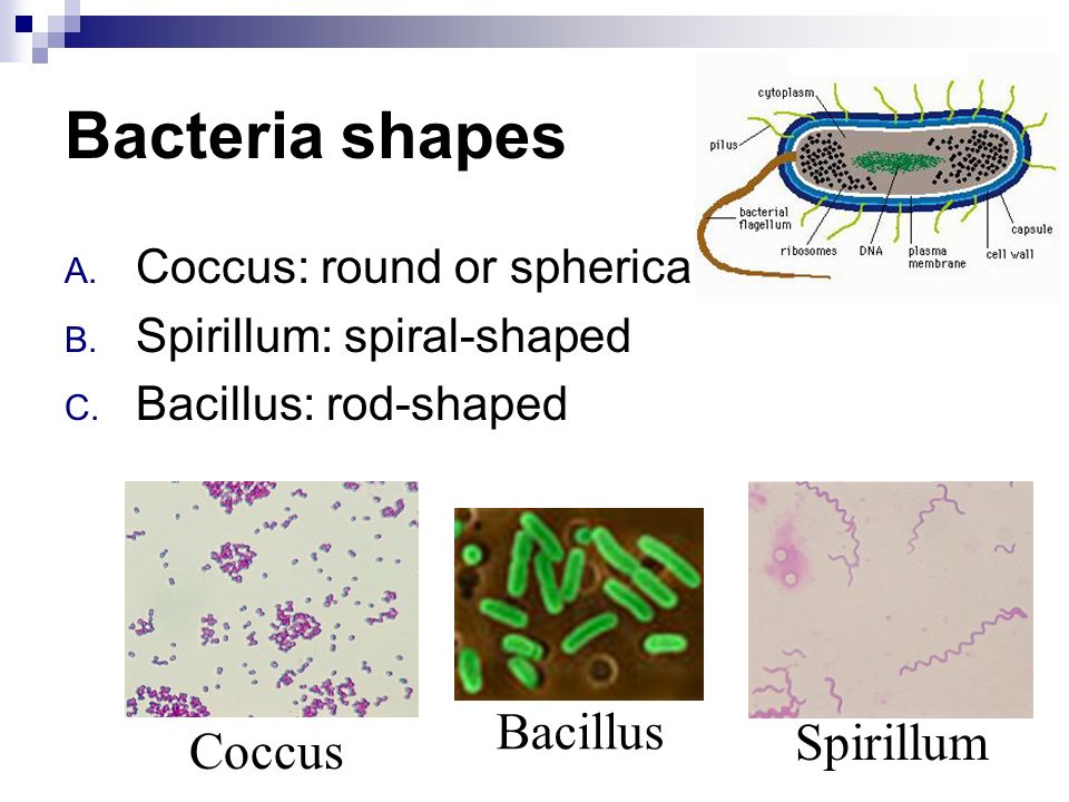 Bacteria shapes A. Coccus: round or spherical B. Spirillum: spiral-shaped C.