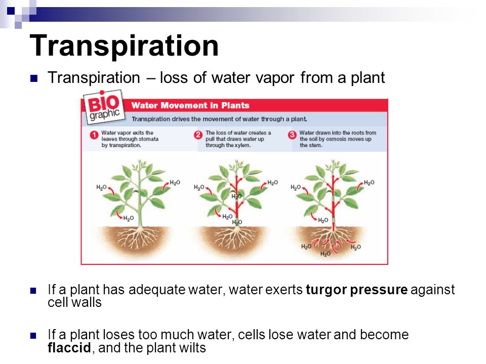Transpiration Transpiration – loss of water vapor from a plant If a plant has adequate water, water exerts turgor pressure against cell walls If a plant loses too much water, cells lose water and become flaccid, and the plant wilts