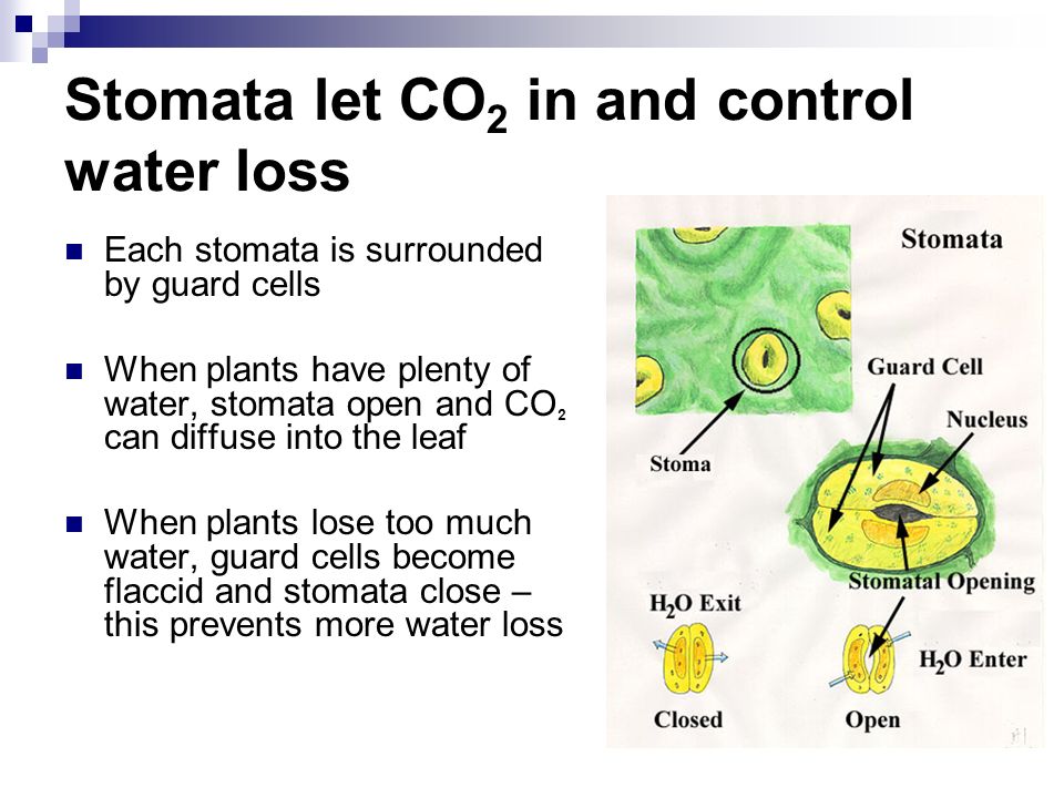 Stomata let CO 2 in and control water loss Each stomata is surrounded by guard cells When plants have plenty of water, stomata open and CO 2 can diffuse into the leaf When plants lose too much water, guard cells become flaccid and stomata close – this prevents more water loss