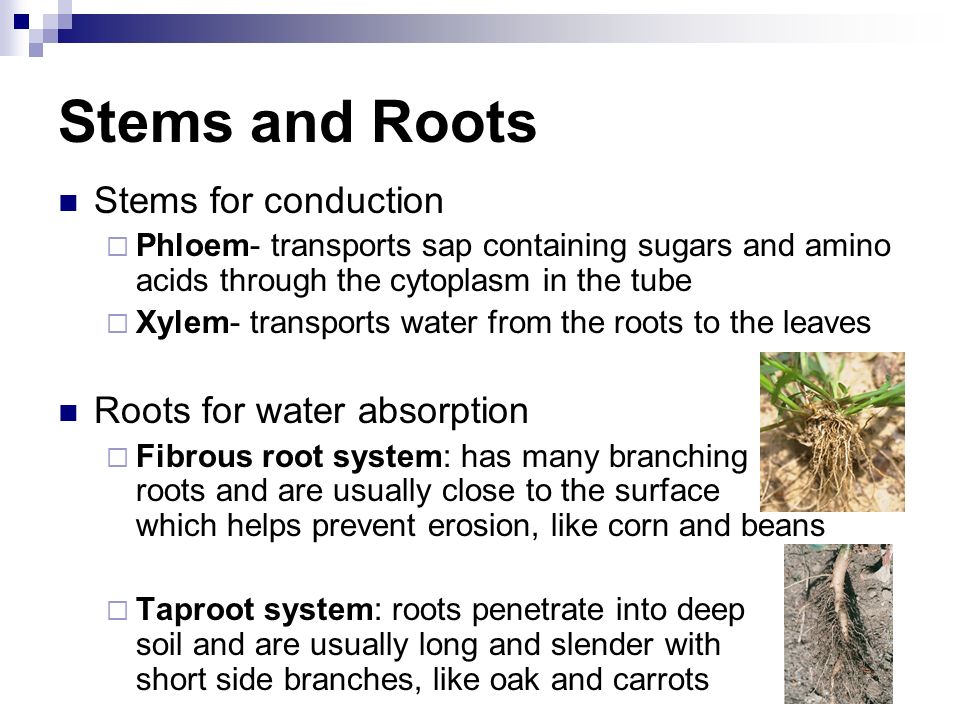 Stems and Roots Stems for conduction  Phloem- transports sap containing sugars and amino acids through the cytoplasm in the tube  Xylem- transports water from the roots to the leaves Roots for water absorption  Fibrous root system: has many branching roots and are usually close to the surface which helps prevent erosion, like corn and beans  Taproot system: roots penetrate into deep soil and are usually long and slender with short side branches, like oak and carrots