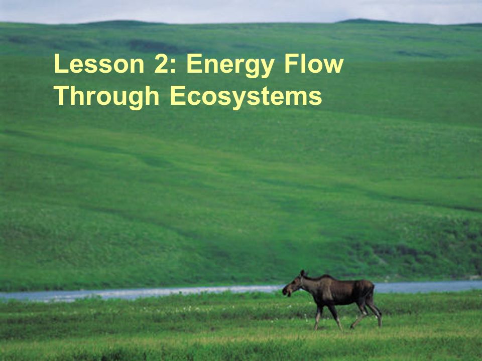 Lesson 2: Energy Flow Through Ecosystems