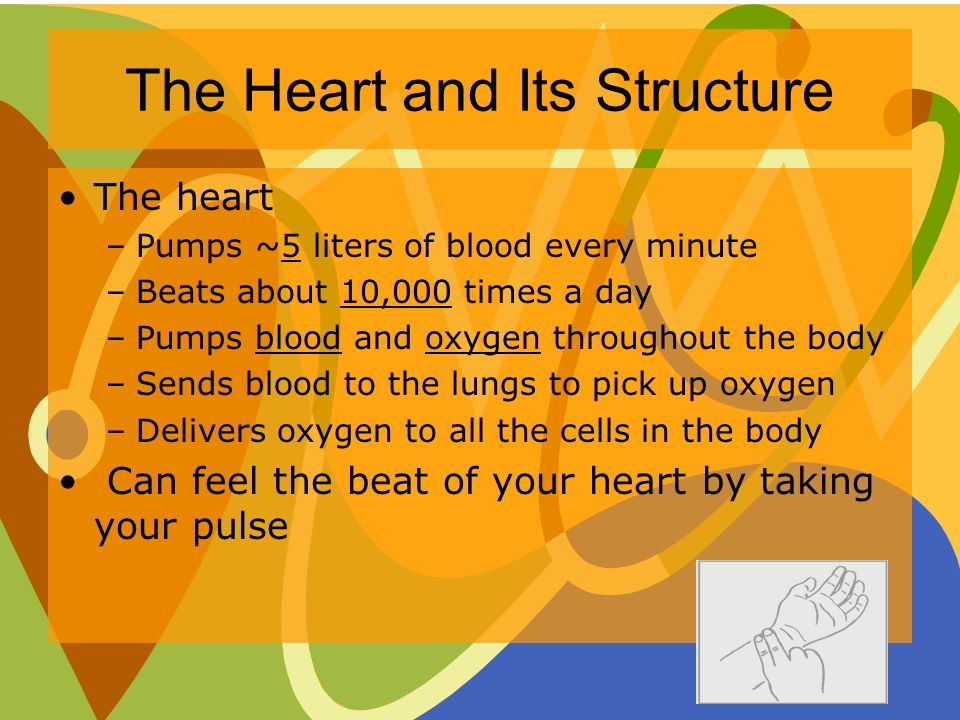 The heart –Pumps ~5 liters of blood every minute –Beats about 10,000 times a day –Pumps blood and oxygen throughout the body –Sends blood to the lungs to pick up oxygen –Delivers oxygen to all the cells in the body Can feel the beat of your heart by taking your pulse The Heart and Its Structure