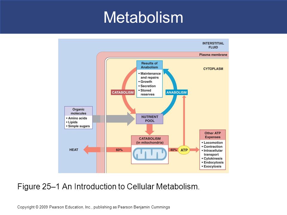 do cells synthesise new organic components do cells synthesise new organic components