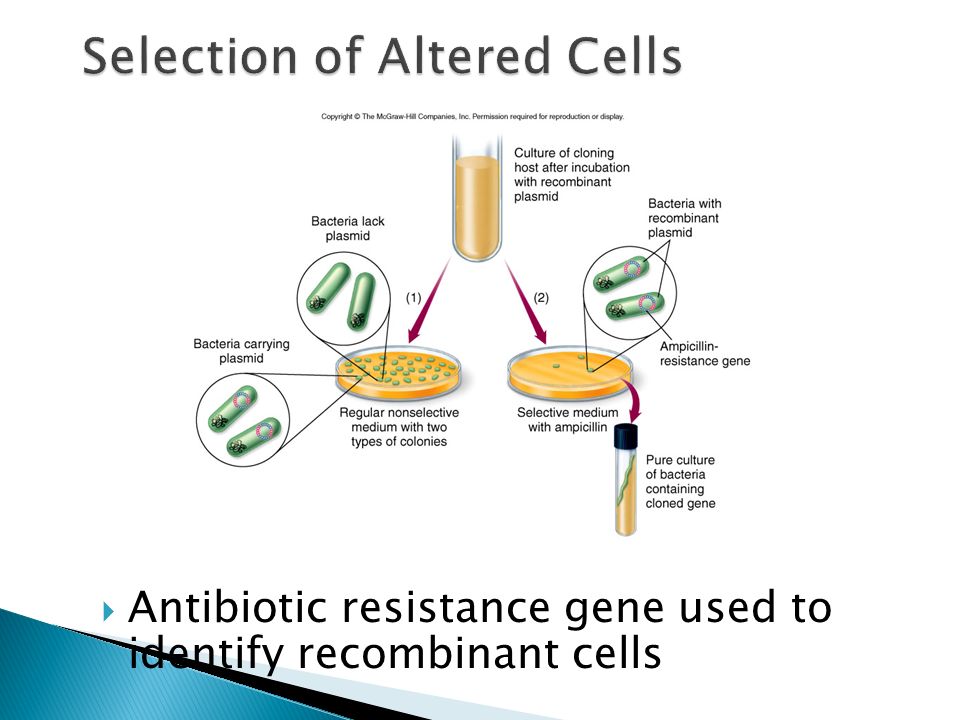  Antibiotic resistance gene used to identify recombinant cells