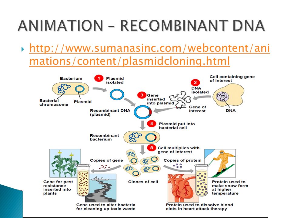    mations/content/plasmidcloning.html   mations/content/plasmidcloning.html