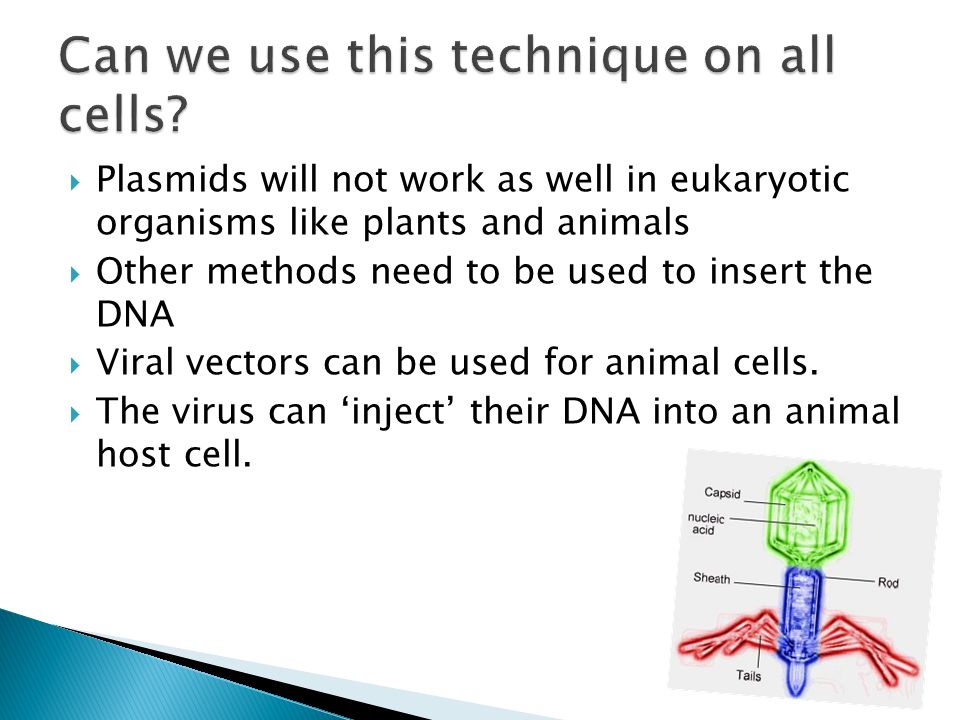  Plasmids will not work as well in eukaryotic organisms like plants and animals  Other methods need to be used to insert the DNA  Viral vectors can be used for animal cells.