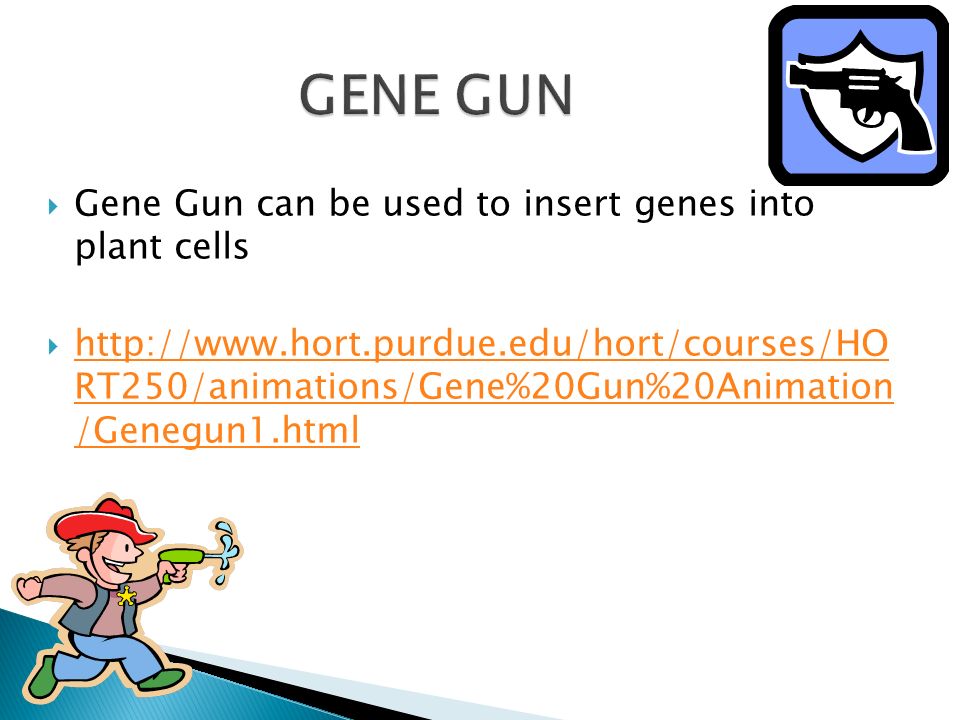  Gene Gun can be used to insert genes into plant cells    RT250/animations/Gene%20Gun%20Animation /Genegun1.html   RT250/animations/Gene%20Gun%20Animation /Genegun1.html